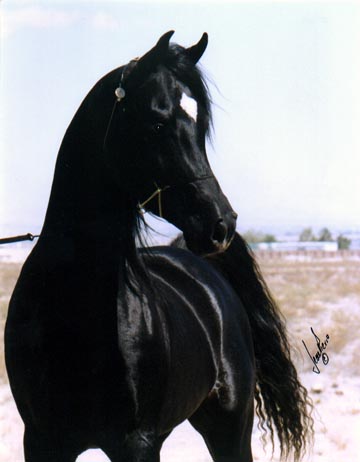 Ruminaja Ali son, Ali Nefous